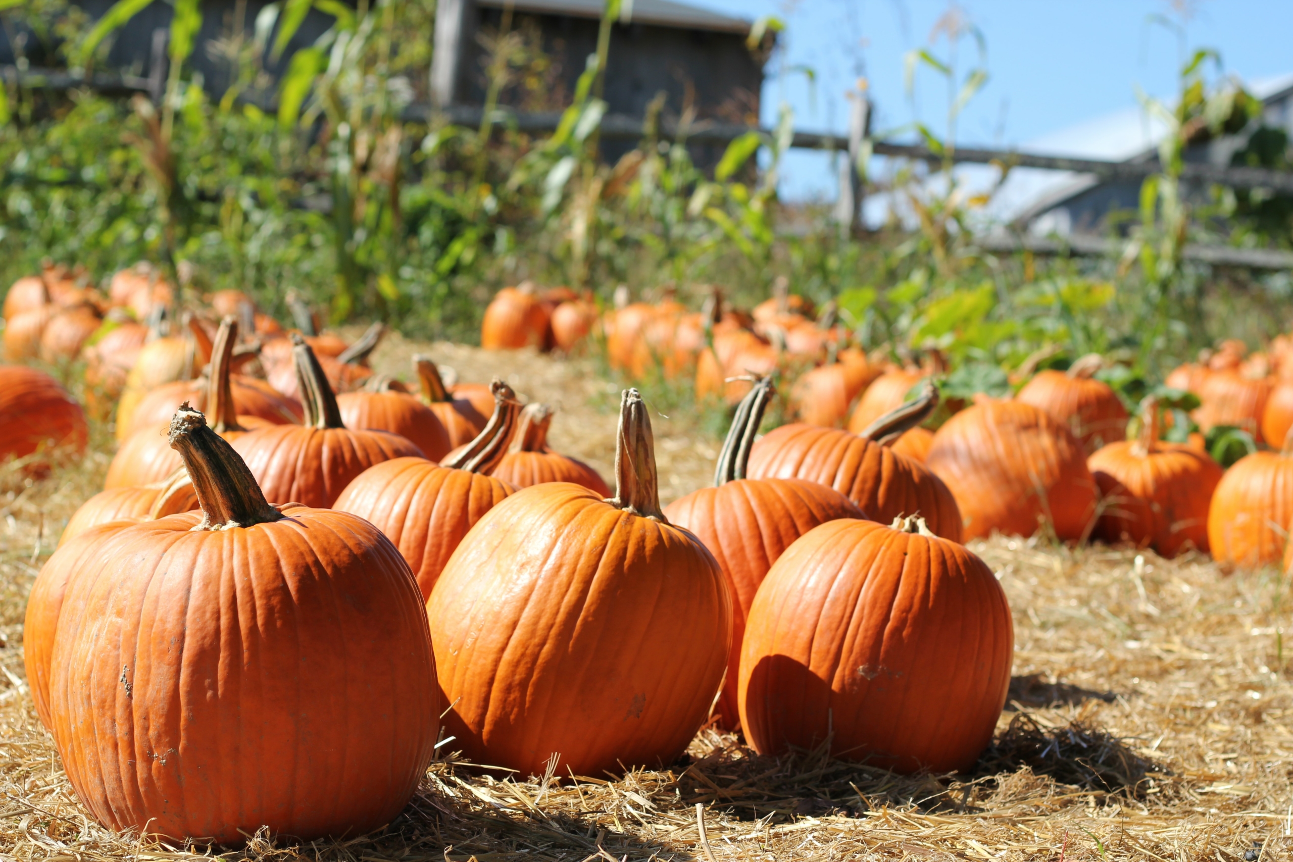 First Day of Fall Activities in Arizona: Pumpkin Patch